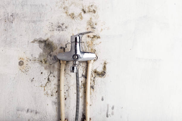 Best Commercial Mold Removal  in Galesburg, MI
