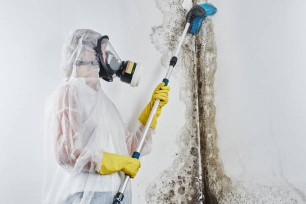 Best Best Mold Removal Companies  in Galesburg, MI
