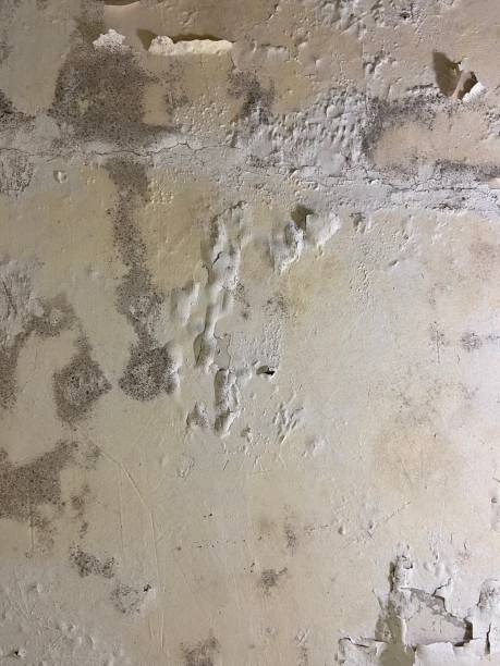 Best Mold Remediation Services  in Galesburg, MI