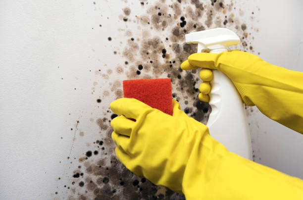 Best Mold Removal and Inspection  in Galesburg, MI
