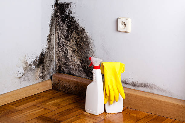 Reliable Galesburg, MI Mold Removal Solutions